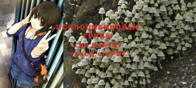 Галлюциногенные грибы Psilocybe  Николаевск 